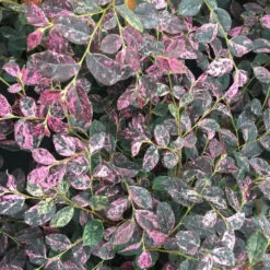 Jazz Hands Night Moves® Chinese Fringe-Flower -AURA Flower Shop Loropetalum Jazz Hands Night Moves 3