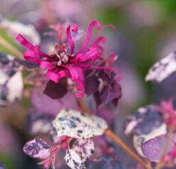 Jazz Hands Variegated® Chinese Fringe-Flower