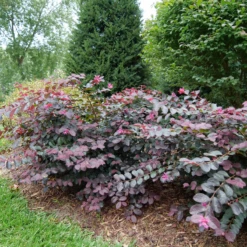 Jazz Hands® Pink Chinese Fringe-Flower -AURA Flower Shop LoropetalumJazzHandsPinkP1079773 800x800 9f503d1