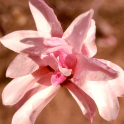 'Leonard Messel' Magnolia 5 'Leonard Messel' Magnolia -AURA Flower Shop Magnolia Leonard Messel 1