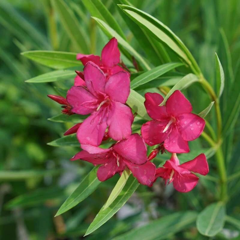 Austin Pretty Limits® Oleander 1 Austin Pretty Limits® Oleander