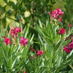 AURA Flower Shop -AURA Flower Shop Nerium Austin Pretty Limits 2 2bdbddb4 e677 4fe2 866e 198ccf394c4b sw