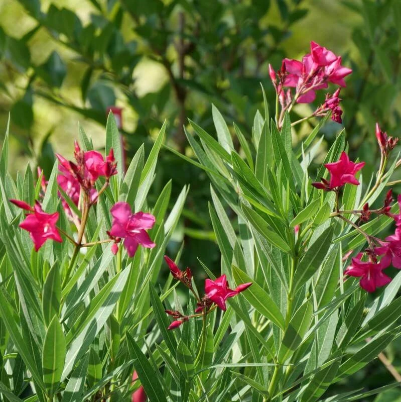 Austin Pretty Limits® Oleander 2 Austin Pretty Limits® Oleander - Image 2