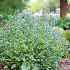 'Queen Of Hearts' Siberian Bugloss