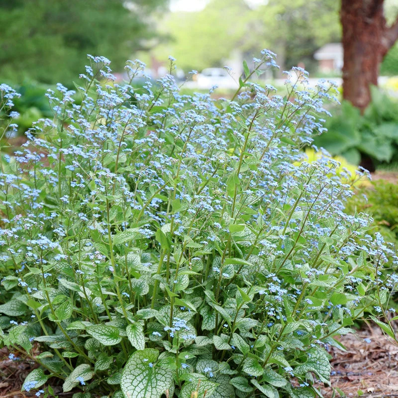 'Queen Of Hearts' Siberian Bugloss 1 'Queen Of Hearts' Siberian Bugloss