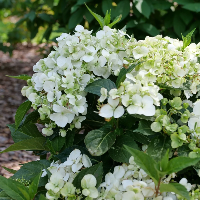 Fairytrail™ White Cascade Hydrangea 4 Fairytrail™ White Cascade Hydrangea - Image 4