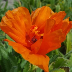 'Harvest Moon' Oriental Poppy