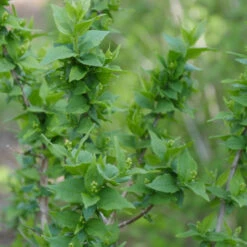 Illuminati Arch® Mock Orange 6 Illuminati Arch® Mock Orange -AURA Flower Shop Philadelphus Illuminati Arch 3