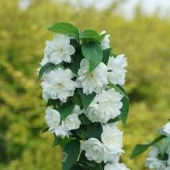 Illuminati Spice™ Mock Orange 6 Illuminati Spice™ Mock Orange -AURA Flower Shop Philadelphus Illuminati Spice DSC06775