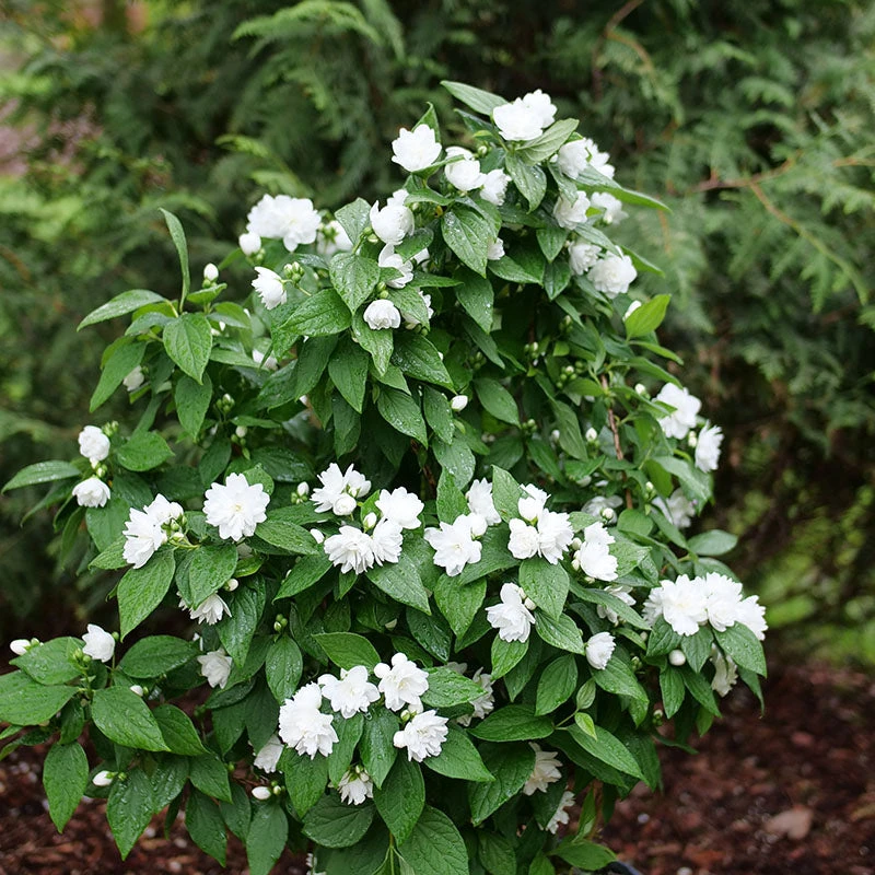 Illuminati Spice™ Mock Orange 1 Illuminati Spice™ Mock Orange