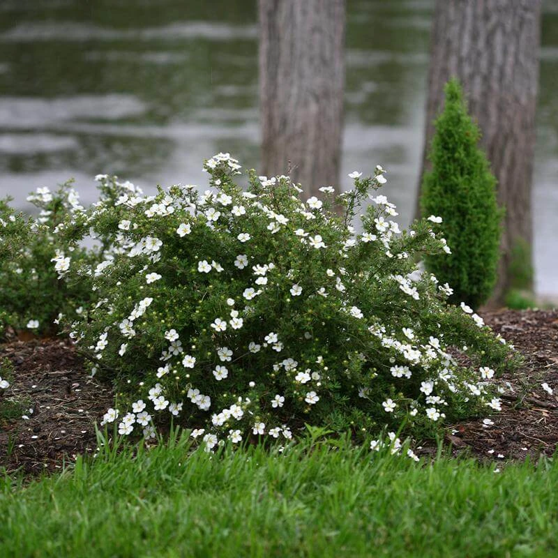 Happy Face® White Potentilla 1 Happy Face® White Potentilla