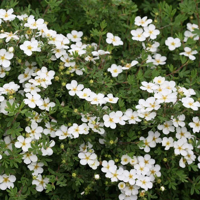 Happy Face® White Potentilla 2 Happy Face® White Potentilla - Image 2