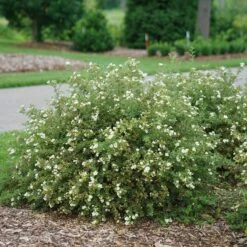 Happy Face® White Potentilla 8 Happy Face® White Potentilla -AURA Flower Shop Potentilla Happy Face White 3 P sw