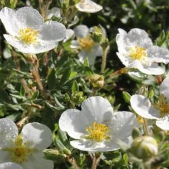 Happy Face® White Potentilla 9 Happy Face® White Potentilla -AURA Flower Shop Potentilla Happy Face White 4 P sw