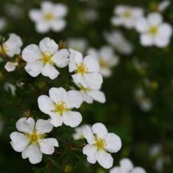 Happy Face® White Potentilla 10 Happy Face® White Potentilla -AURA Flower Shop Potentilla Happy Face White 5 P sw