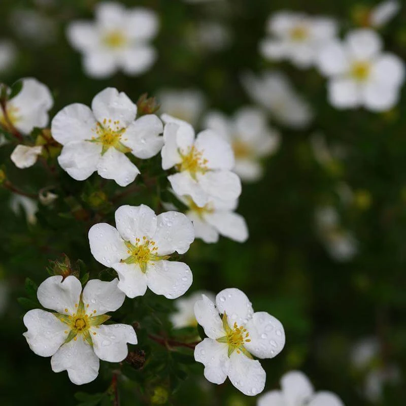 Happy Face® White Potentilla 5 Happy Face® White Potentilla - Image 5