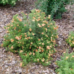 Happy Face® Orange Potentilla 8 Happy Face® Orange Potentilla -AURA Flower Shop Potentilla Happy Face Orange P1237255
