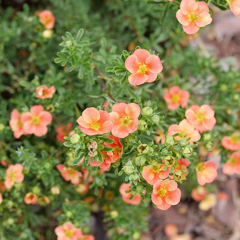 Happy Face® Orange Potentilla 1 Happy Face® Orange Potentilla