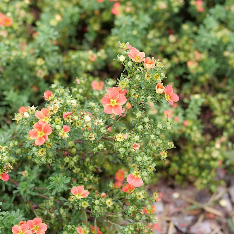 Happy Face® Orange Potentilla 3 Happy Face® Orange Potentilla - Image 3