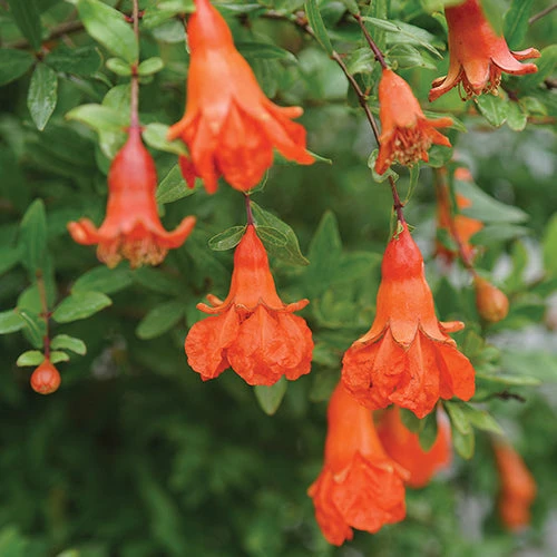 Peppy Le Pom™ Pomegranate 1 Peppy Le Pom™ Pomegranate