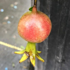 Peppy Le Pom™ Pomegranate 6 Peppy Le Pom™ Pomegranate -AURA Flower Shop Punica Peppy Le Pom 3 L