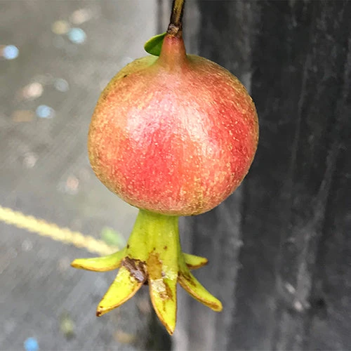 Peppy Le Pom™ Pomegranate 3 Peppy Le Pom™ Pomegranate - Image 3