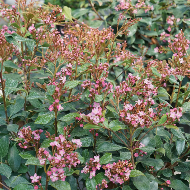 La Vida Grande™ Indian Hawthorn 2 La Vida Grande™ Indian Hawthorn - Image 2