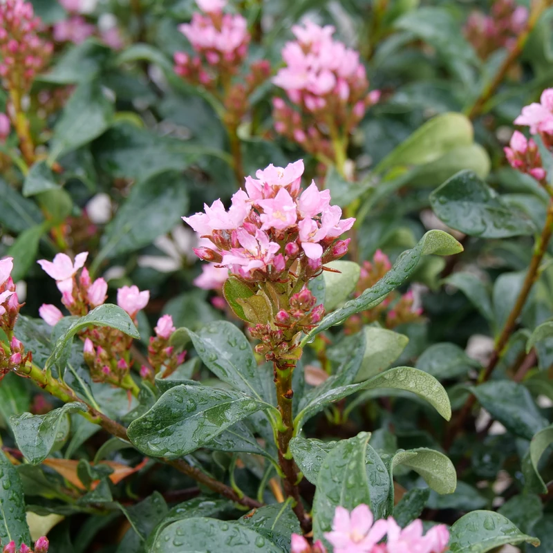 La Vida Grande™ Indian Hawthorn 1 La Vida Grande™ Indian Hawthorn