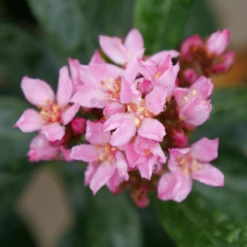 La Vida Grande™ Indian Hawthorn 6 La Vida Grande™ Indian Hawthorn -AURA Flower Shop RhaphiolepisLaVidaGrandeP1075031 800x800 b1236b4