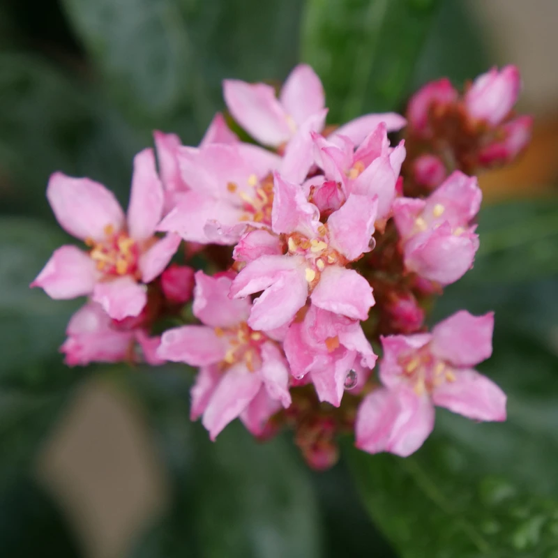 La Vida Grande™ Indian Hawthorn 3 La Vida Grande™ Indian Hawthorn - Image 3