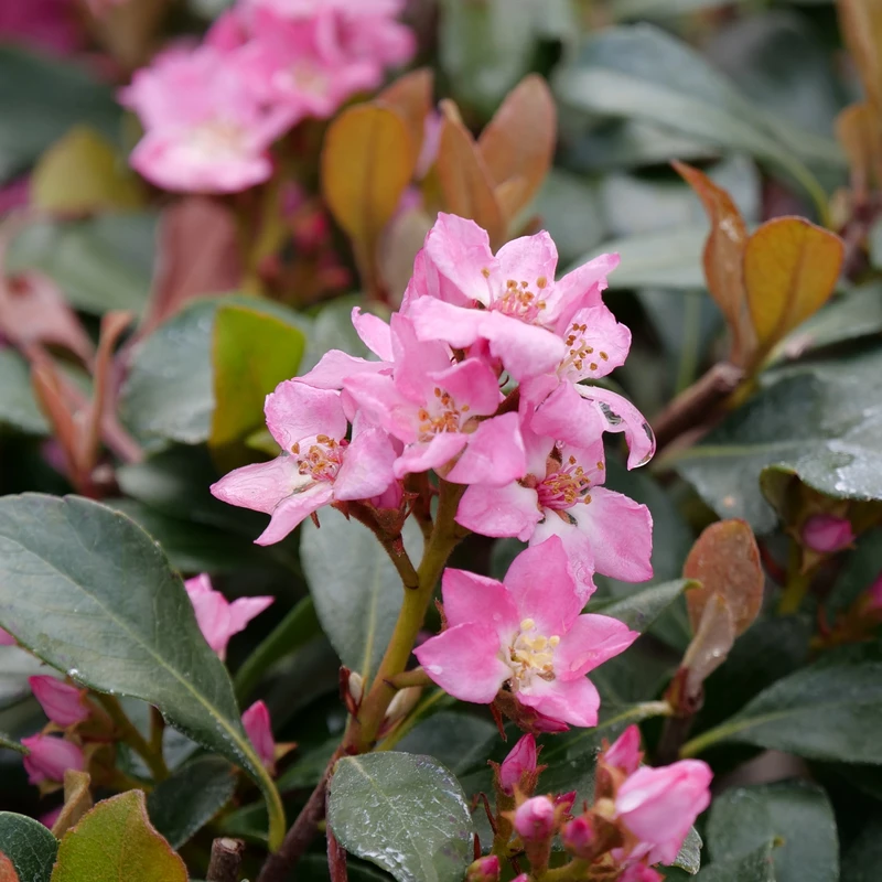 La Vida Mas™ Indian Hawthorn 2 La Vida Mas™ Indian Hawthorn - Image 2