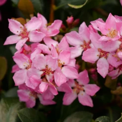 La Vida Mas™ Indian Hawthorn 6 La Vida Mas™ Indian Hawthorn -AURA Flower Shop RhaphiolepisLaVidaMsP1001763 800x800 bae5ef5