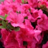 Perfecto Mundo Epic Pink™Reblooming Azalea