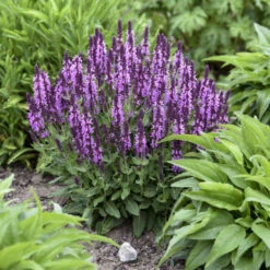 'Pink Profusion' Salvia 10 'Pink Profusion' Salvia -AURA Flower Shop Salvianemorosa PinkProfusion PP31435CPBRAF0001lowres