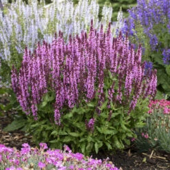 AURA Flower Shop 24 'Pink Profusion' Salvia