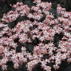 Black Lace® Elderberry 11 Black Lace® Elderberry -AURA Flower Shop Sambucus Black Lace 4 P 7c541a7c 633d 4310 8b91 2f472c43f536 sw