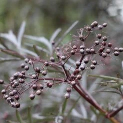Black Lace® Elderberry 12 Black Lace® Elderberry -AURA Flower Shop Sambucus Black Lace 6 P d5026fff ac27 4405 91a6 ded5ac7d0249 sw