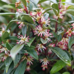 Sweet & Lo™ Sweet Box