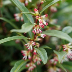 Sweet & Lo™ Sweet Box 8 Sweet & Lo™ Sweet Box -AURA Flower Shop SarcococcaSweetLoP1140771 1080x1080 5ed8c60