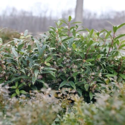 Sweet & Lo™ Sweet Box 9 Sweet & Lo™ Sweet Box -AURA Flower Shop SarcococcaSweetLoP1140831 1080x1080 9a3d0f4