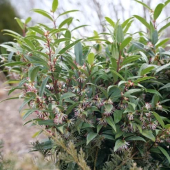 Sweet & Lo™ Sweet Box 10 Sweet & Lo™ Sweet Box -AURA Flower Shop SarcococcaSweetLoP1150870 1080x1080 9ba8878