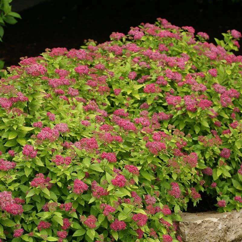 Double Play® Gold Spirea 1 Double Play® Gold Spirea