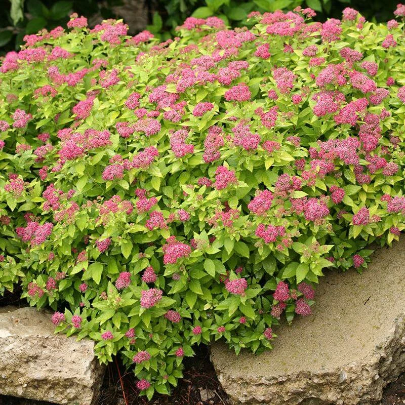 Double Play® Gold Spirea 2 Double Play® Gold Spirea - Image 2