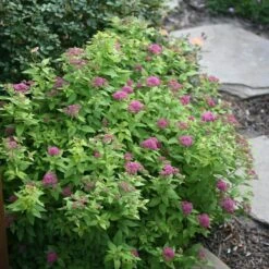 Double Play® Gold Spirea 8 Double Play® Gold Spirea -AURA Flower Shop Spiraea Double Play Gold 3 P sw