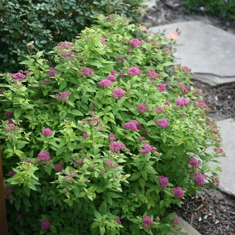 Double Play® Gold Spirea 3 Double Play® Gold Spirea - Image 3