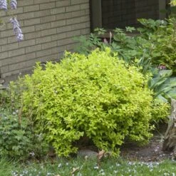 Double Play® Gold Spirea 9 Double Play® Gold Spirea -AURA Flower Shop Spiraea Double Play Gold 4 P sw