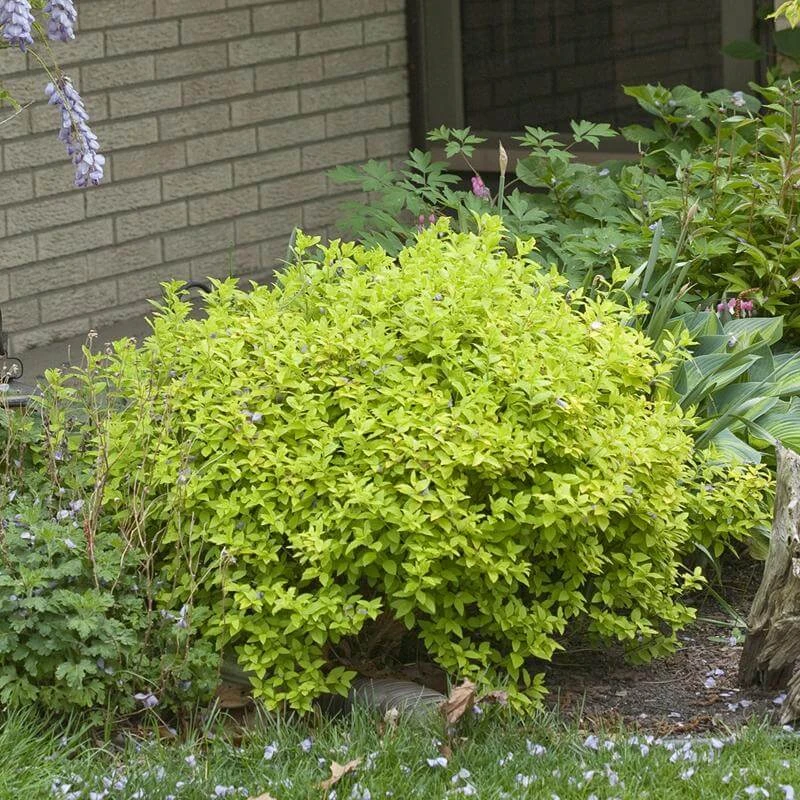 Double Play® Gold Spirea 4 Double Play® Gold Spirea - Image 4