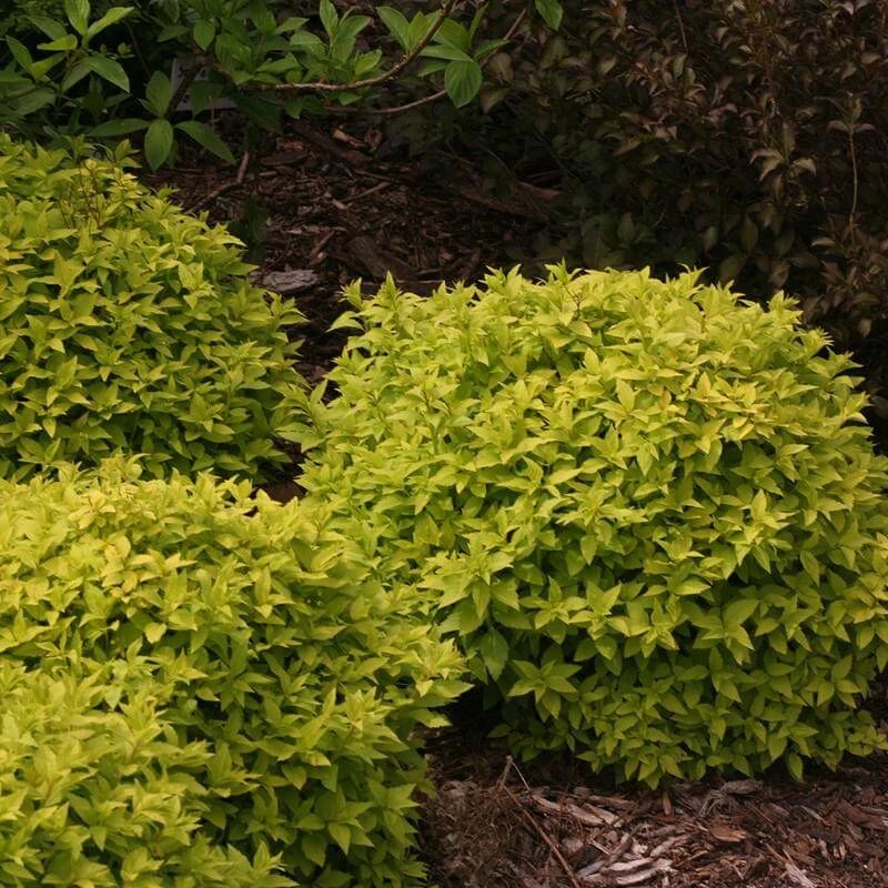 Double Play® Gold Spirea 5 Double Play® Gold Spirea - Image 5