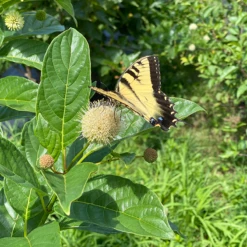 Sugar Shack® Buttonbush -AURA Flower Shop SugarShackFlowers3