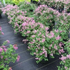 Bloomerang® Dwarf Purple Reblooming Lilac
